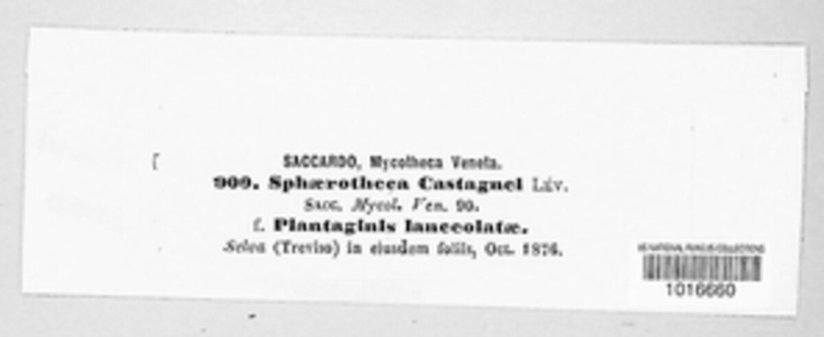 Sphaerotheca castagnei image